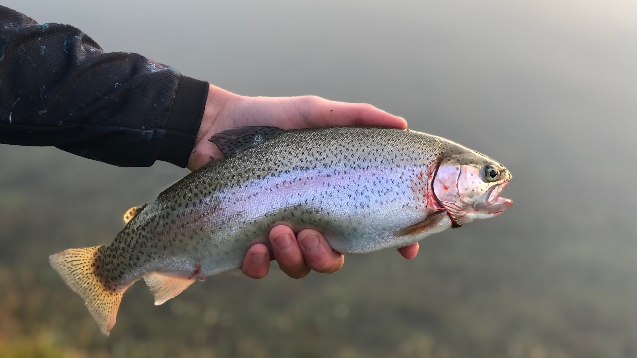 Fishing the Eildon Pondage for trout