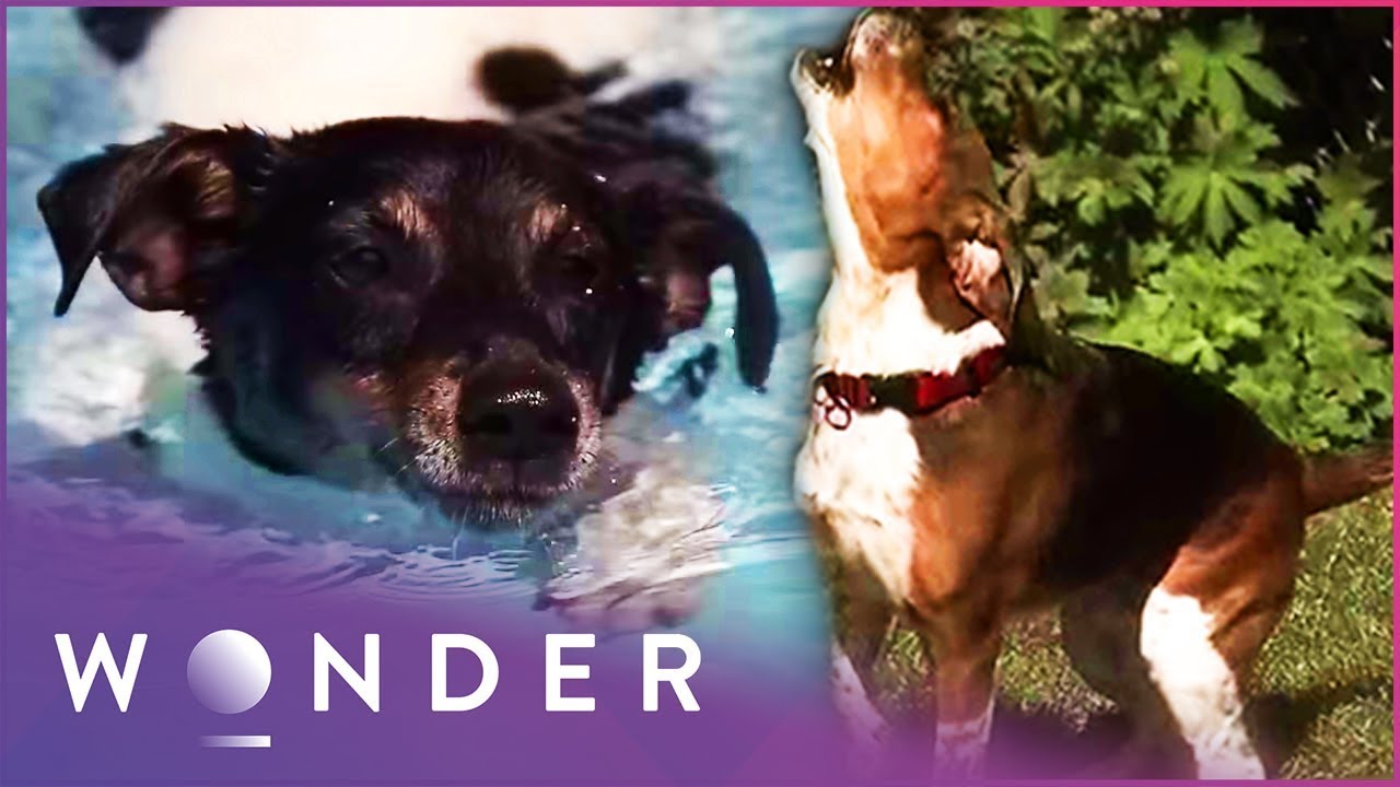 Dog Saves The Life Of Another Dog In Epic Rescue | Pet Heroes S1 EP14 | Wonder