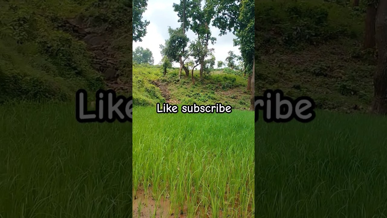 what a view #minivolog #youtubeshorts #shortvideo