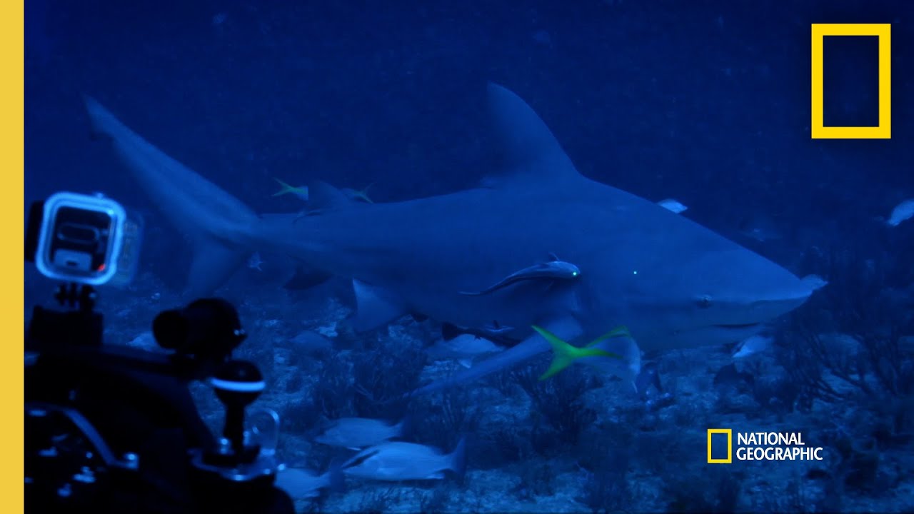 Diving With Bullsharks  | World's Biggest Bullshark