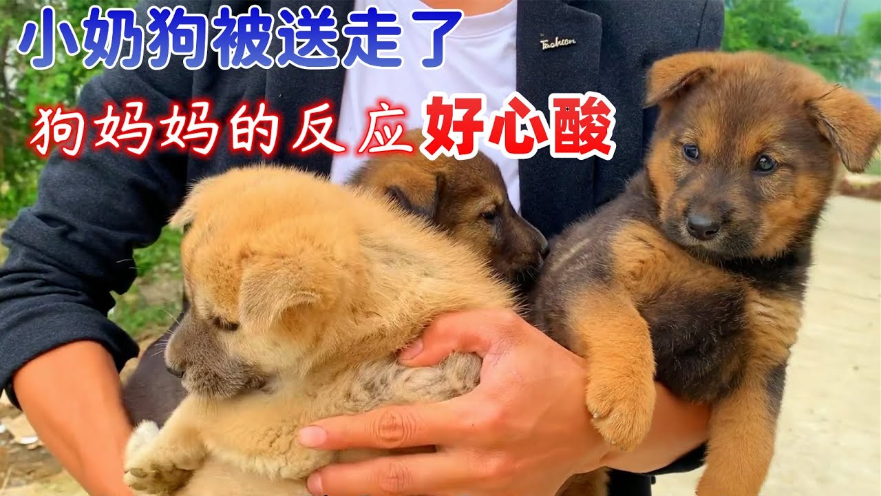小奶狗被送走了，狗妈妈发现自己的狗宝宝不见了，这一幕好心酸