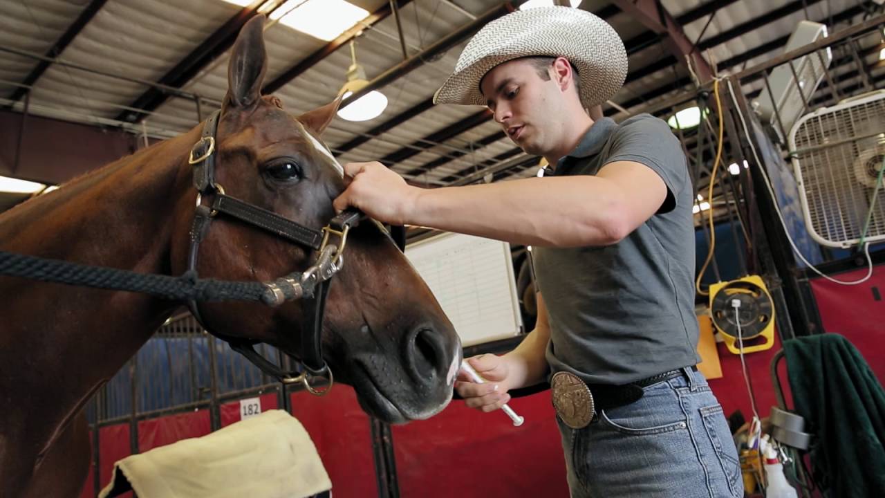 How to Give Your Horse Oral Paste Meds – Step-by-Step Guide to Giving Your Horse Oral Medication.