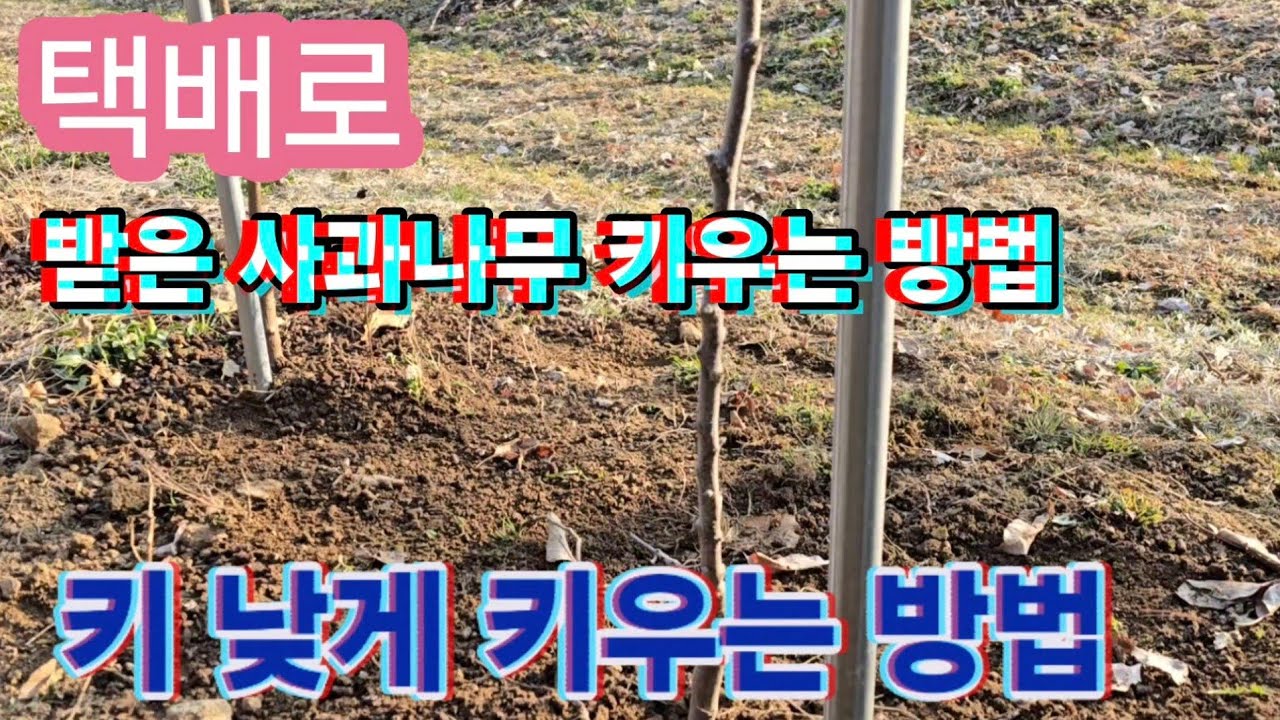 택배로 구입한 사과나무 심고 키우는 방법과 수고를 낮게 키우는 방법