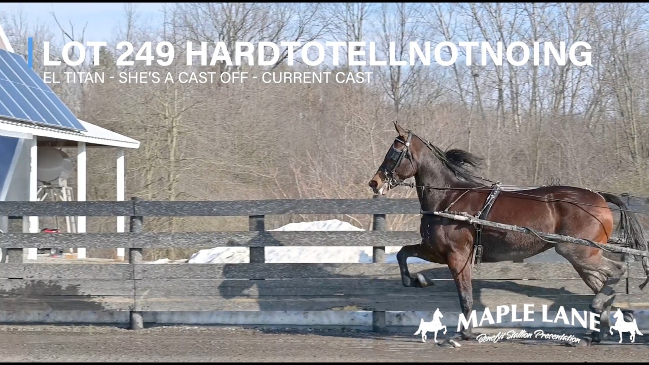 Lot 249, Hardtotellnotnoing | 2022 Standardbred Mare | Maple Lane Stallion Presentation Mare Auction
