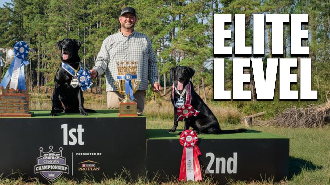 266. This Is What Elite Retriever Training REALLY Looks Like!