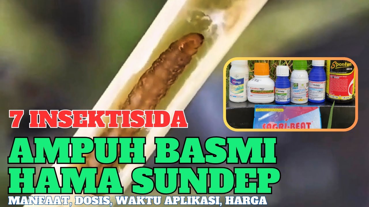 7 insektisida sistemik obat sundep ampuh mengandalikan hama penggerek batang padi - basmi telur hama