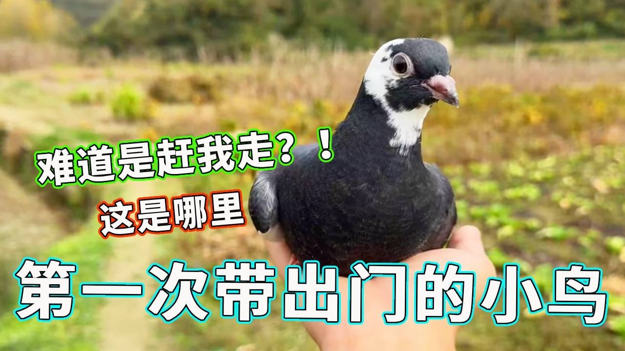 第一次出来表现不错啊，这鸽子好看吗 ，简直太灵了！【天下一场梦】