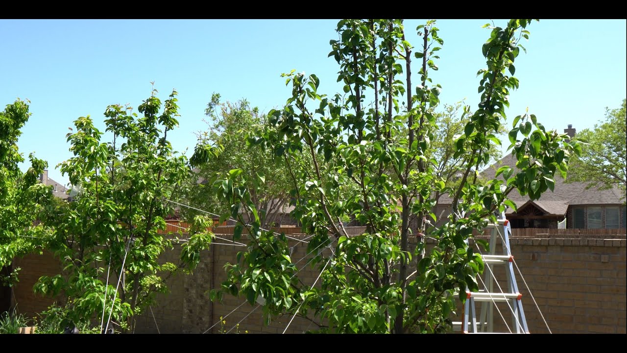 2025 Asian Pears Series Ep. 04 - Dealing With Fireblight