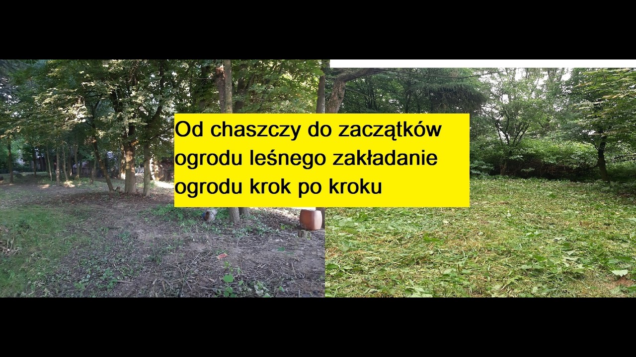 Od chaszczy do początków ogrodu leśnego-ogród krok po kroku #ogródleśny #zakładanieogrodu