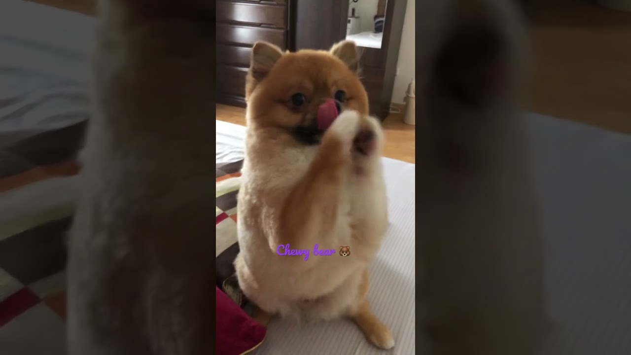 Chewy bear begging for treats