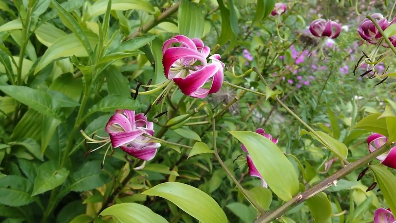 Le jardin Shakespeare dans Central Park à New York