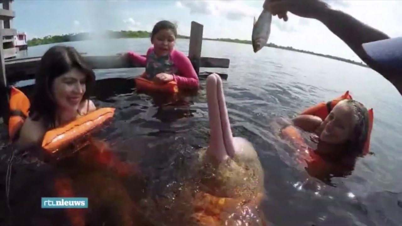 Roze rivierdolfijn dreigt uit te sterven in de Amazone