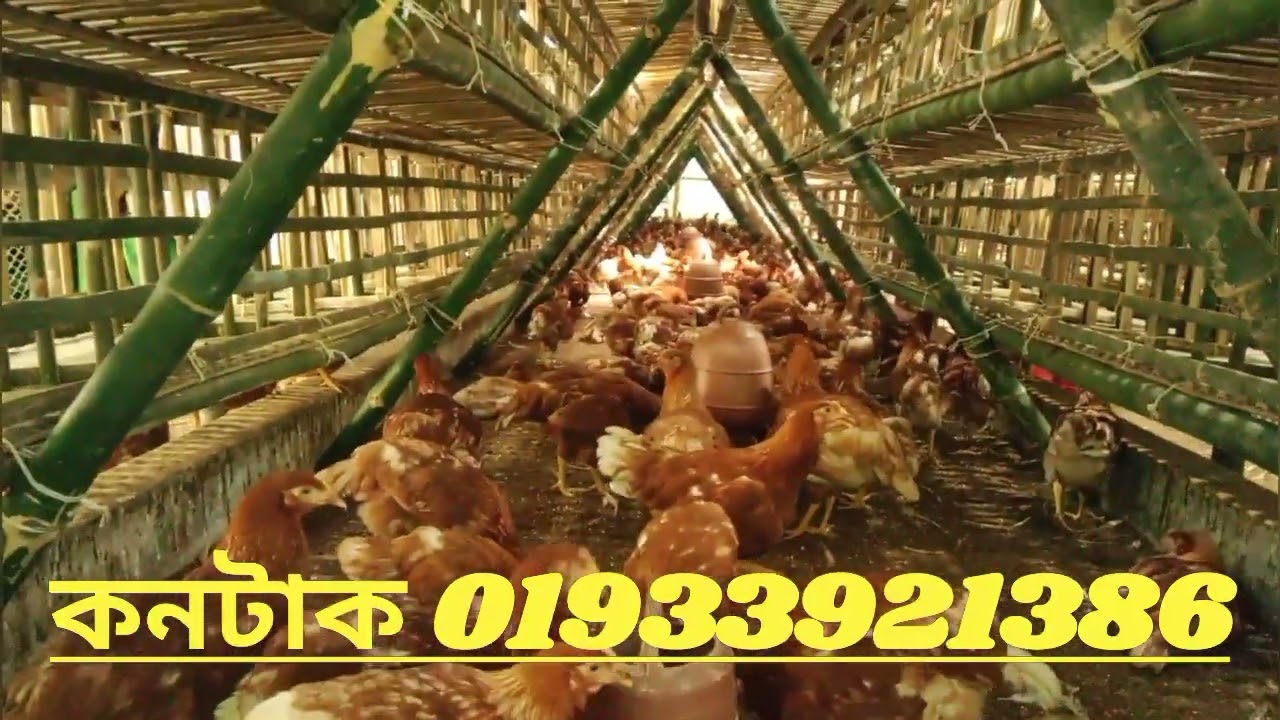 লেয়ার মুরগির বাঁশের খাঁচা তৈরি করা হয় সুলভ মূল্যে শ্রেণীতে আগ্রহী স্কিনের উপরে  01791018525