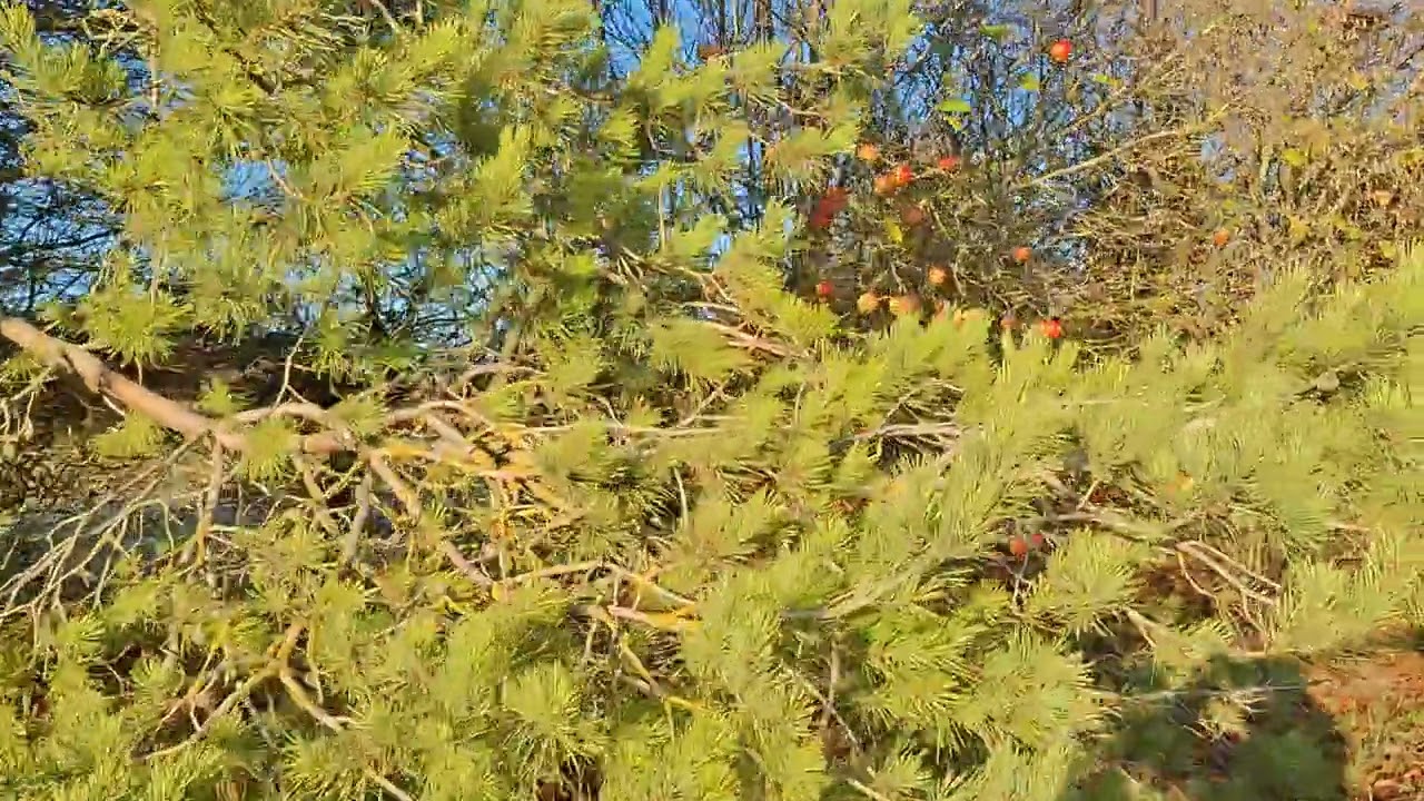 Gratitude For The Gifts Of Nature