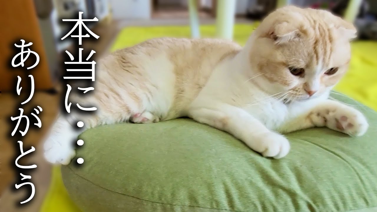 新しいクッションを買ったら秒で猫と犬に取られてこうなりました...