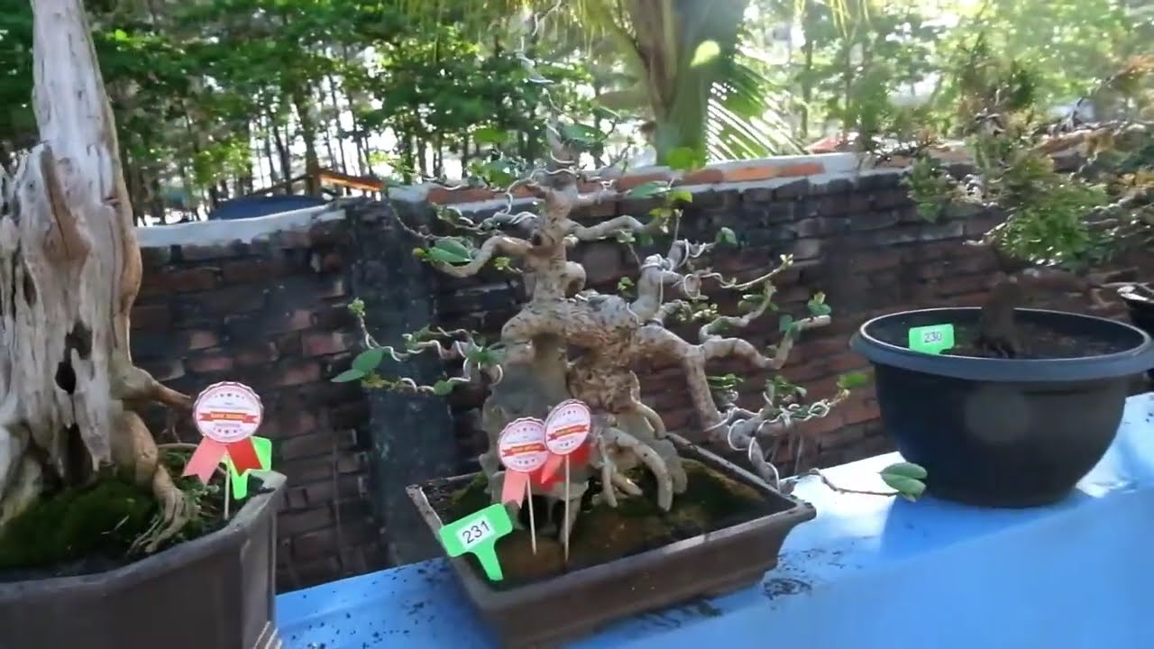 PAMERAN DAN KONTES BONSAI NASIONAL  KOTA BENGKULU