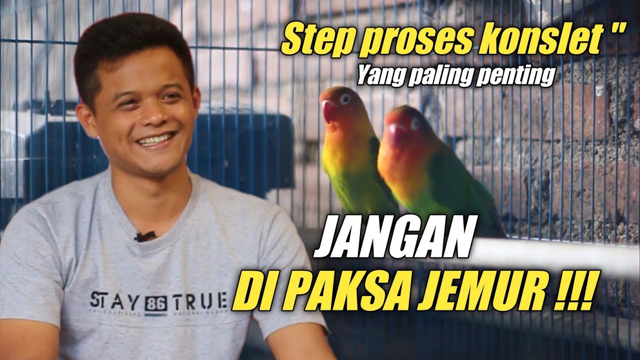 JANGAN DI PAKSA JEMUR !! Pemahaman step proses lovebird konslet - Novi banjarnegara