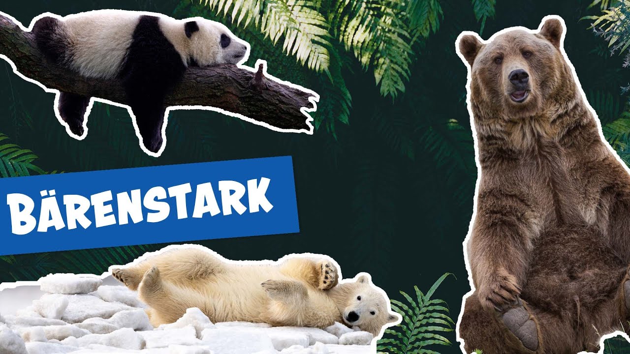 Die Welt der B&auml;ren im Zoo Berlin | Panda, Gorilla & Co.