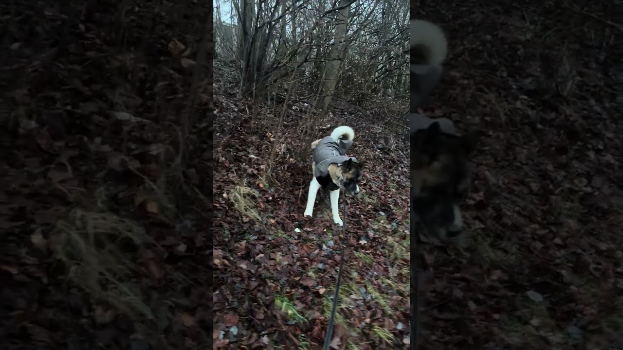 Dog walk 