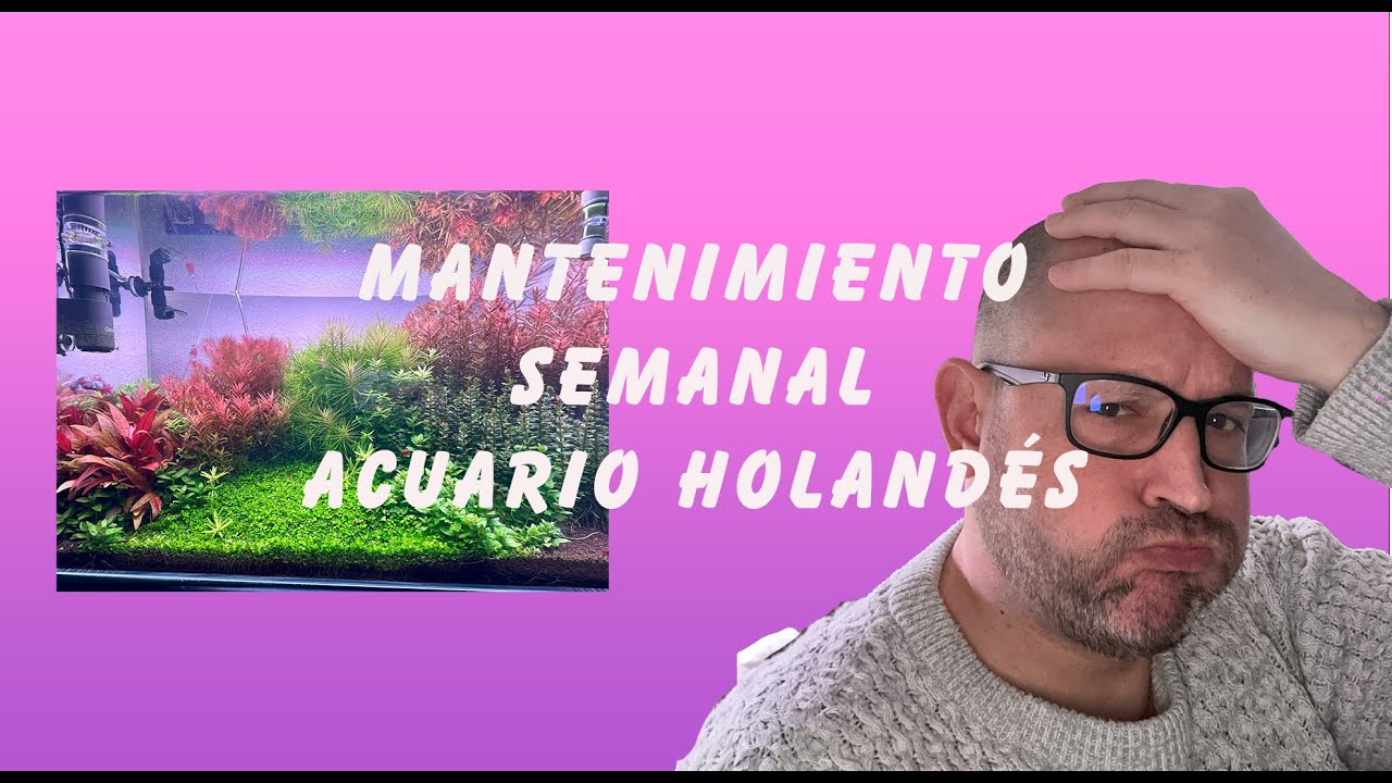 Secretos del mantenimiento completo del acuario holandés