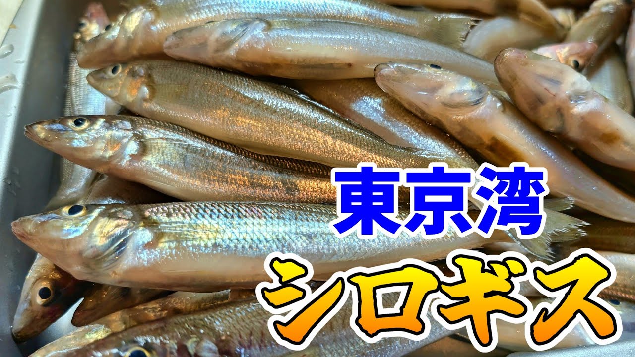【東京湾】1年ぶりのシロギス釣りに行った結果ｗｗｗ【船釣り】