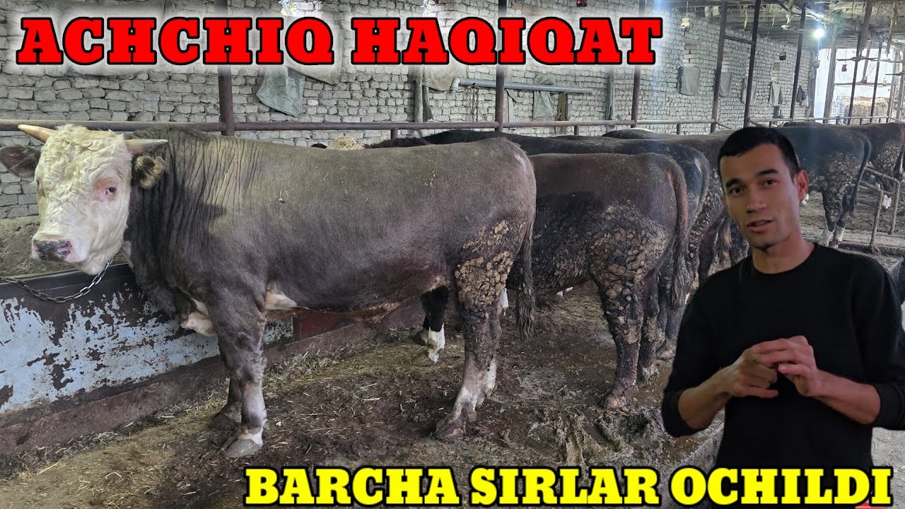 MOL BOQISH SIRLARI ACHCHIQ HAQIQAT BU SIRLARNI KO'P CHILIK BILMAYDI ALBATTA KO'RING 