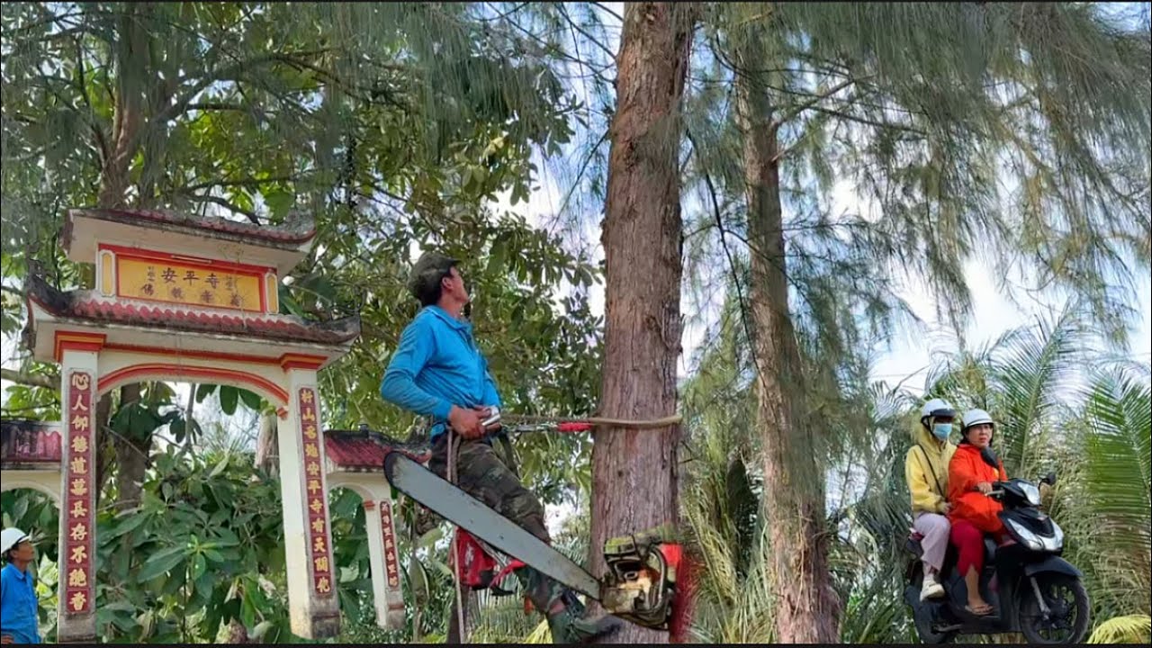 nhìn cảnh chú tính leo cưa hạ cây dương quá cao có nhiều dây điện # Bangcuacay