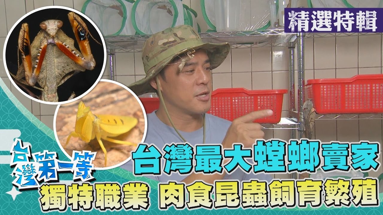 台灣第一等【另類螞蟻玩家 飼育50種本土蟻種／獨特職業螳螂賣家 14小時交配珍貴品種繁殖】 _精選特輯