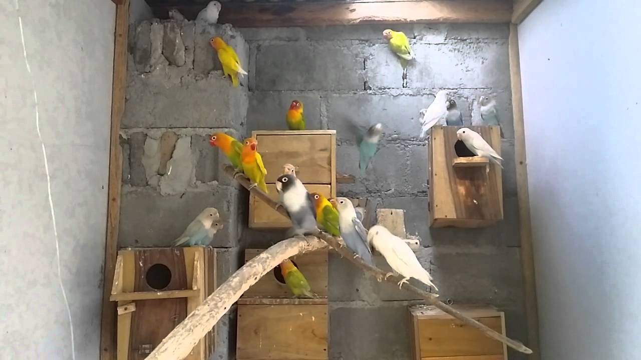 Jual lovebird di kota blitar.  hub 08233254888