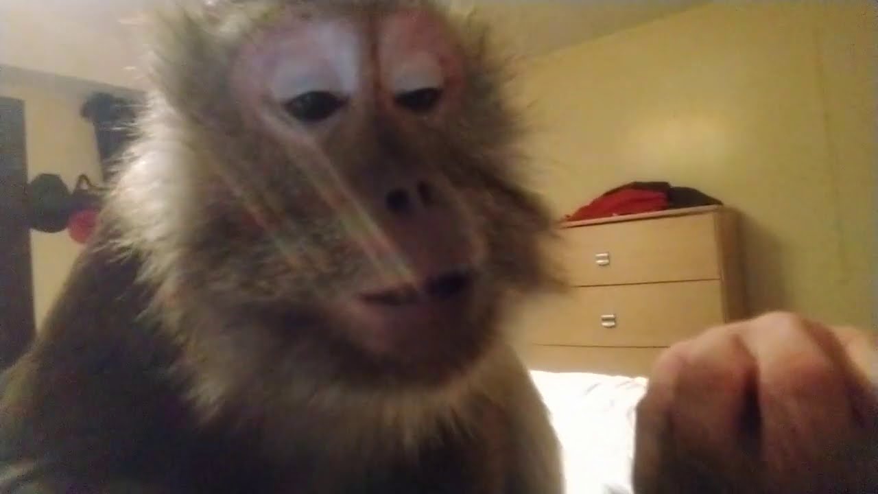 Groomed to sleep by Macaque Monkeys