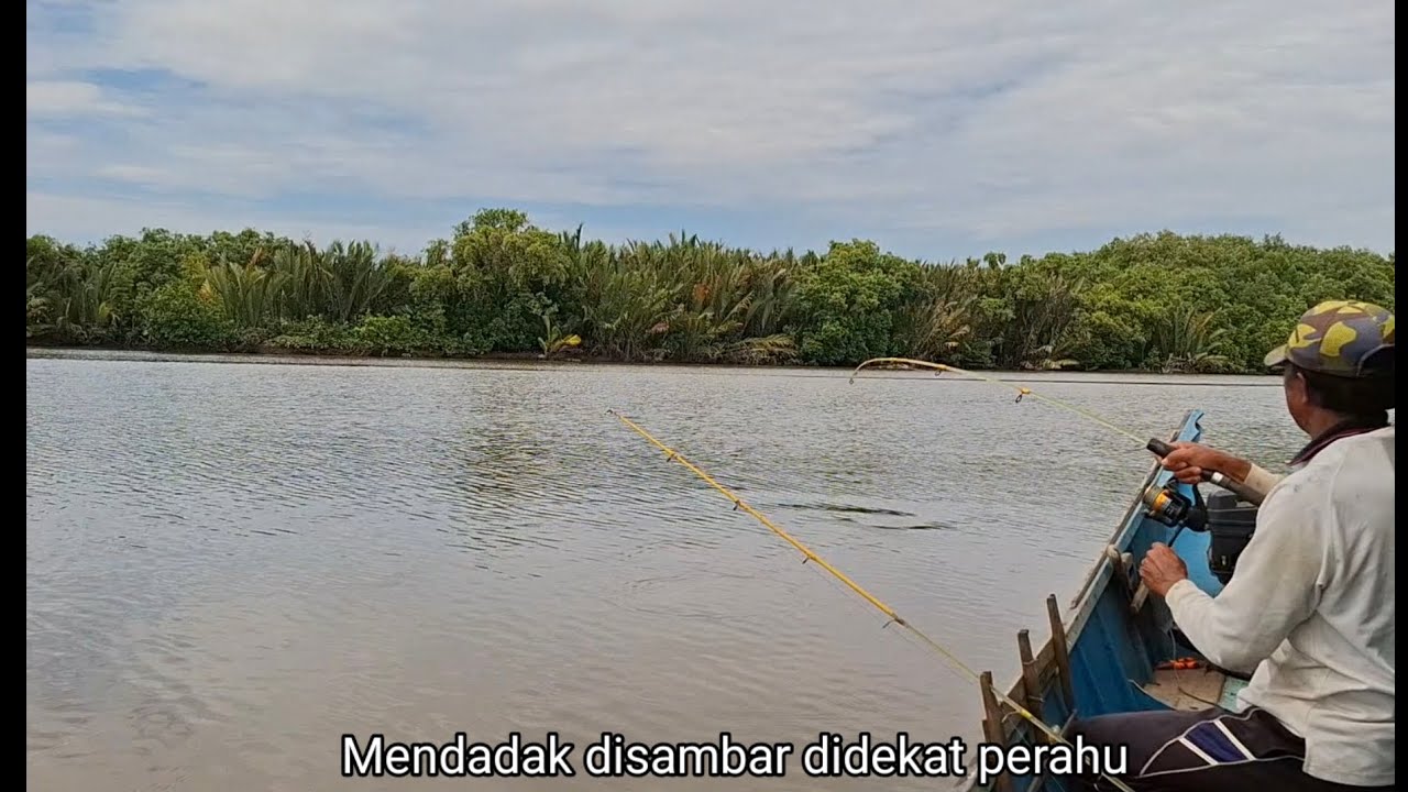 Saat pancing digulung,mendadak disambar ikan Barramundi didekat perahu