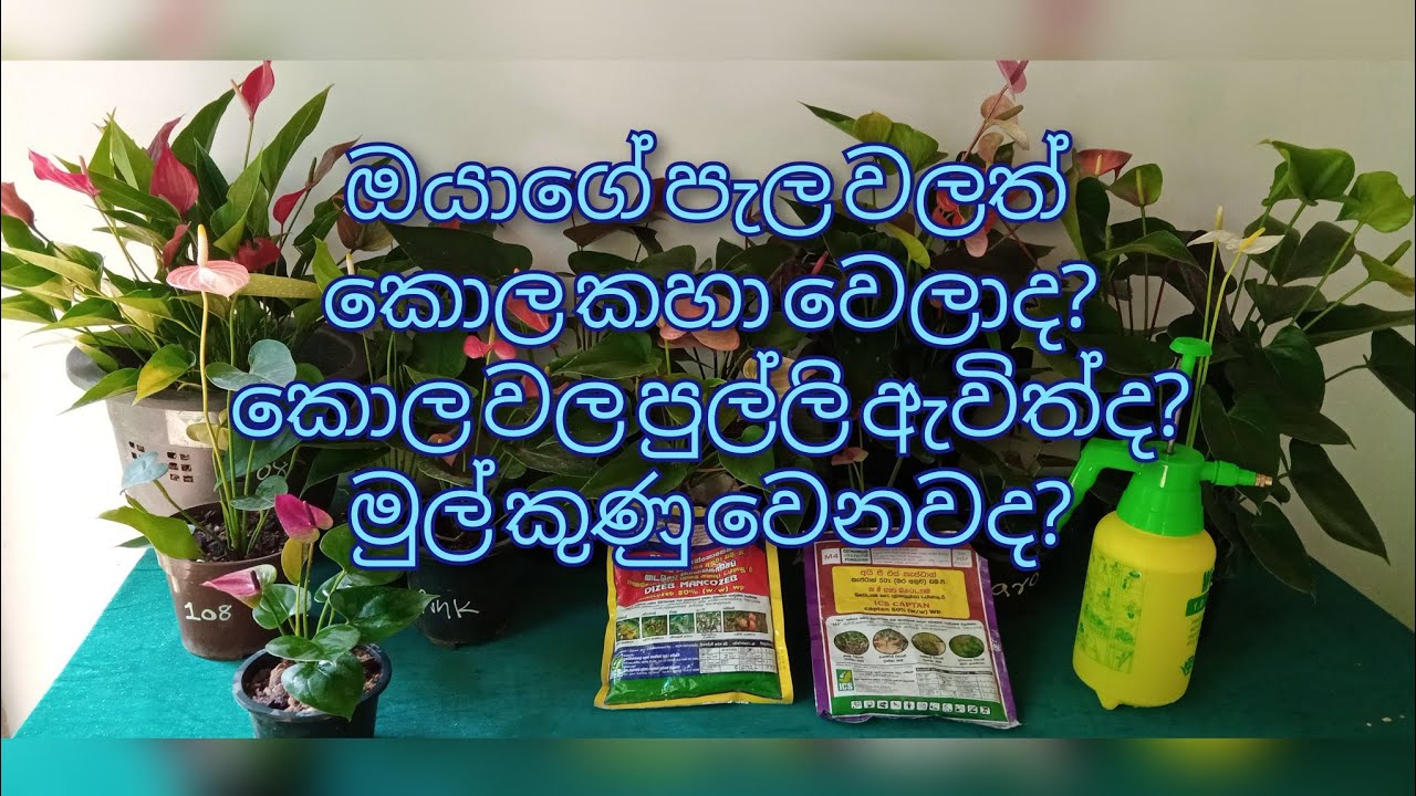 මේ හැම ප්‍රශ්නයකටම විසදුම.ඔන්න මගේ මල් වගාවේ නීරෝගීකමේ රහස ඔන්න ඔයාටත් දැන ගන්න පුළුවන්