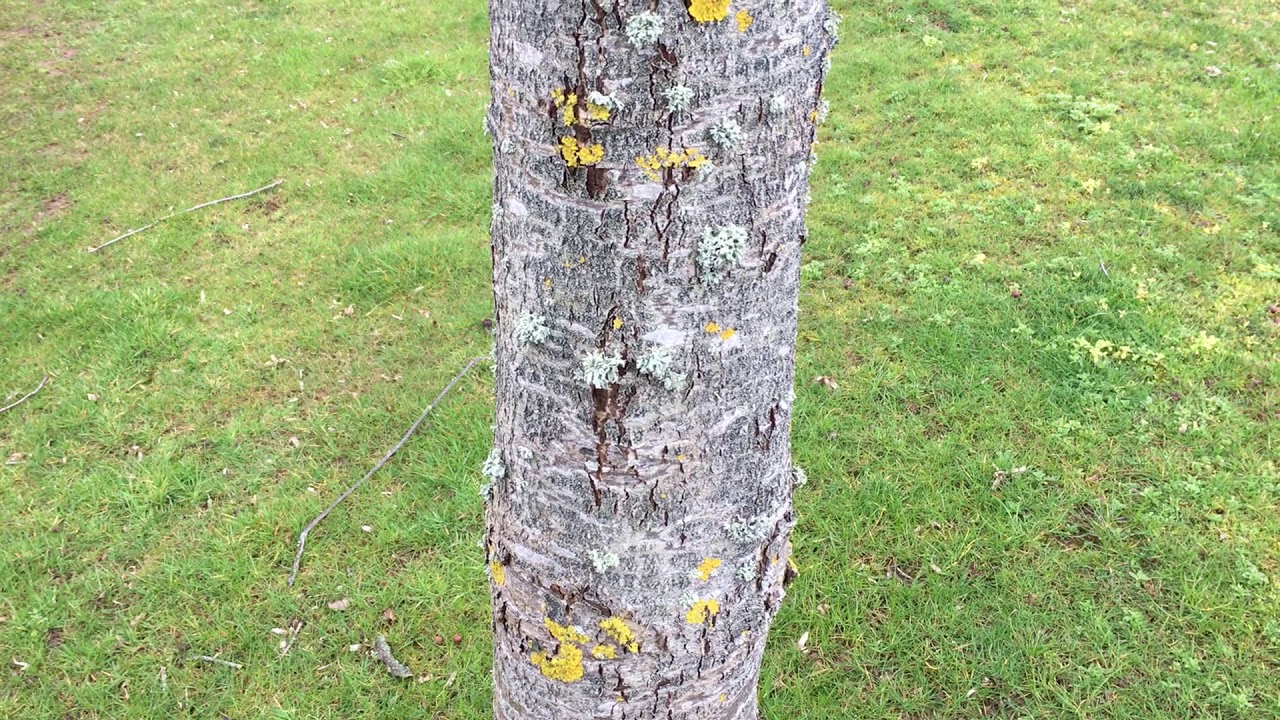 Wild service tree (Sorbus torminalis) - trunk close up - April 2018
