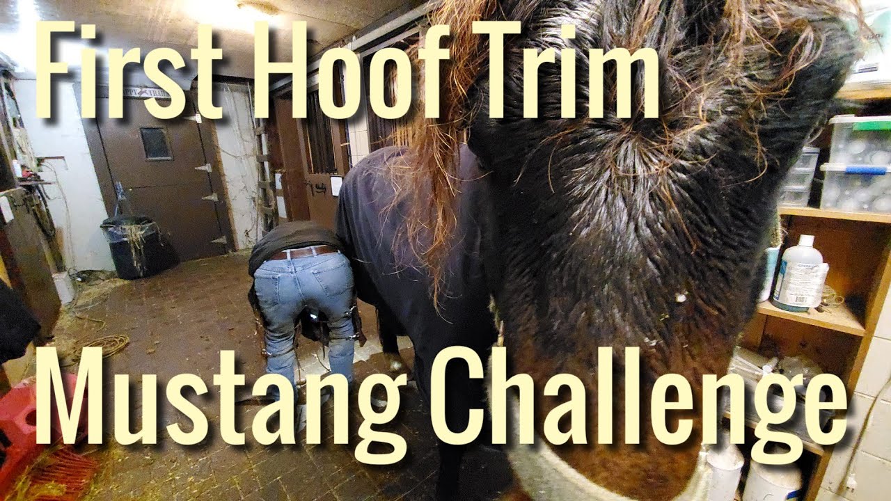 First Hoof Trim for Valiente my new mustang