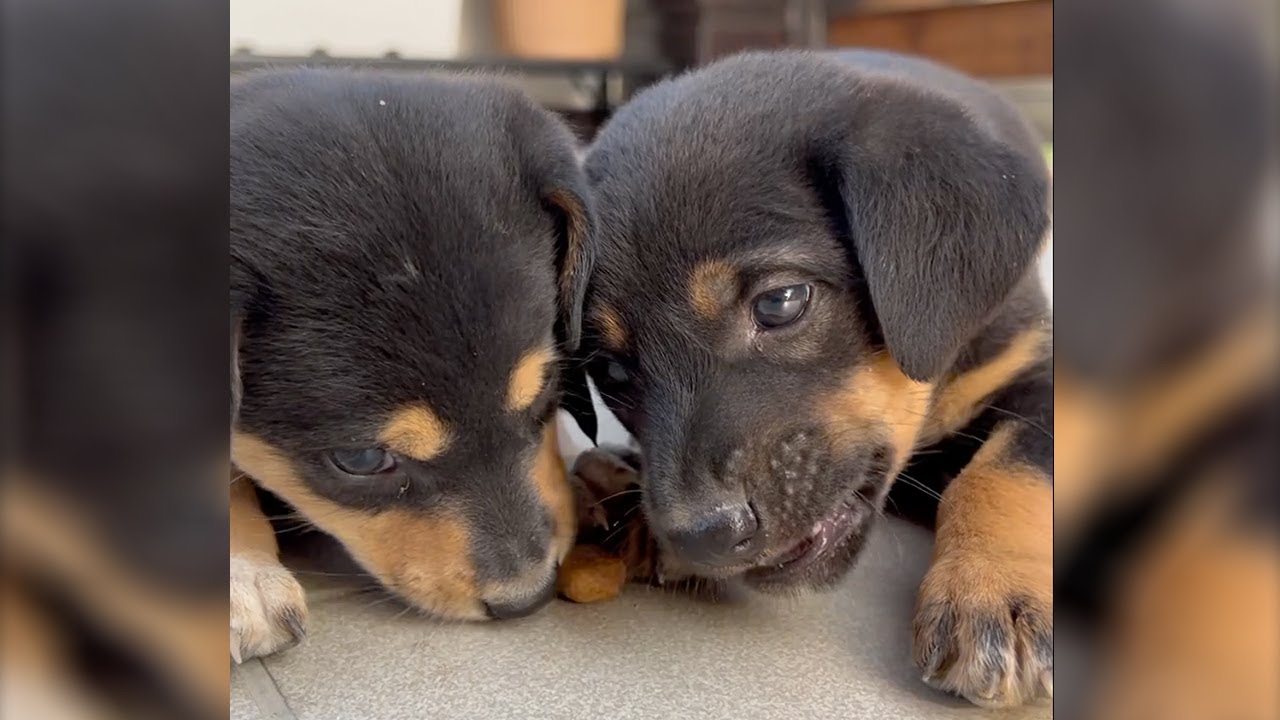 38-Day-Old Puppies Enjoy Their Meal 🐶❤️ Cute Puupies 🐾  #doglovers  #HungryPuppies #AdorablePuppies