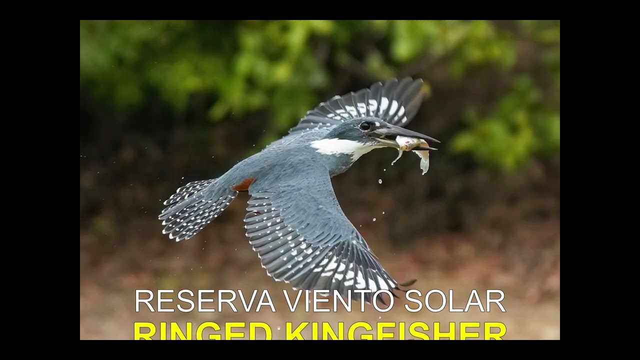 Viento Solar