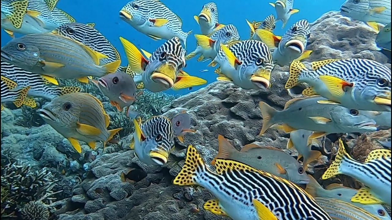 Mansuar Island Raja Ampat