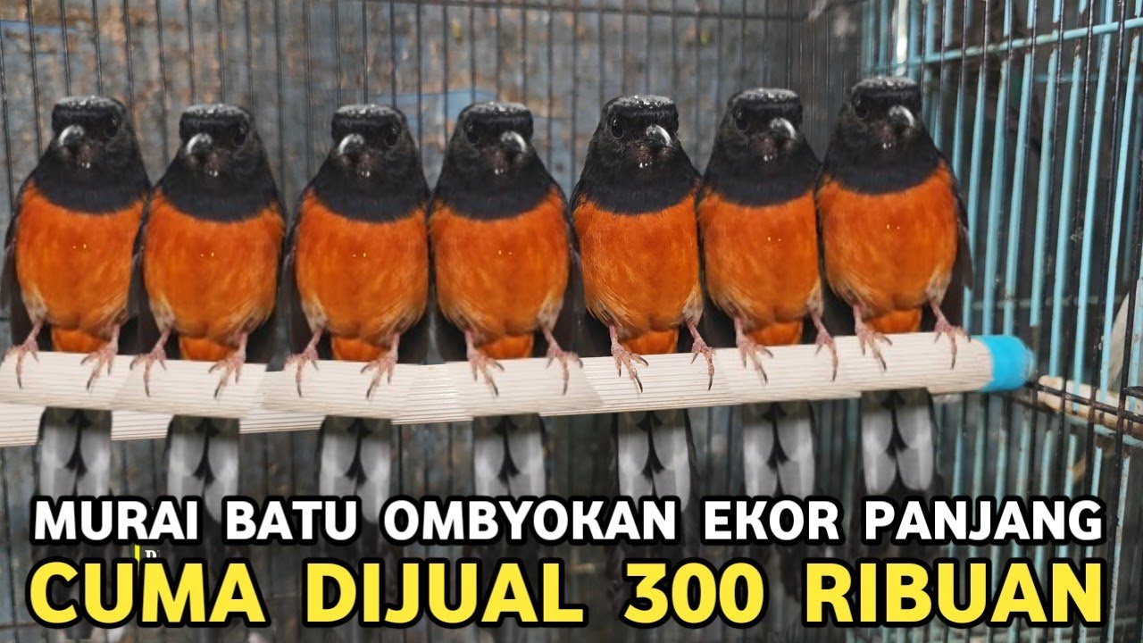 TAK SEMAHAL JAMANKU || MURAI BATU EKOR PANJANG 300 RIBUAN EKOR KLEWER 1 JUTAAN DI PASAR PRAMUKA 