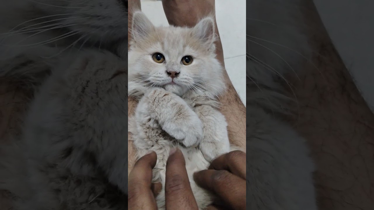 maou maou#catlover#funny#cat#shortvideo#vral video#please subscribe to my channel