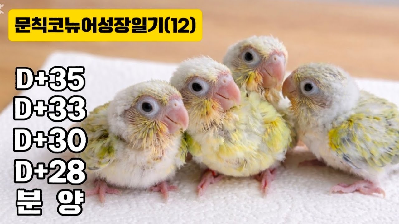 🌻늘해랑 앵무의집 라이브 스트리밍 중