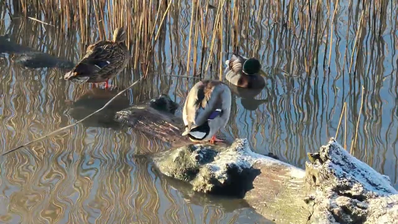 Mallard Ducks swimming and flapping wings in ice cold Baltic sea