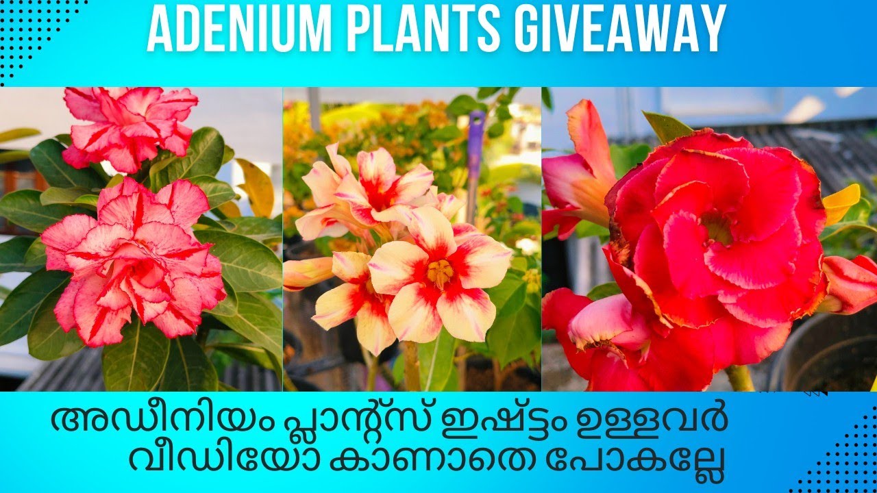 Giveaway🎆🎉അഡീനിയം പ്ലാന്റ്സ് Giveaway ആയി വേണോ? #adenium #giveaway #Adeniumgiveaway#adhisponnus 