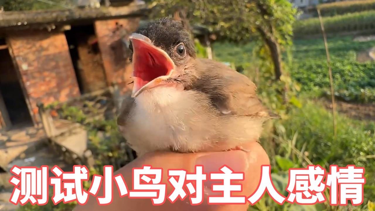 测试小鸟对主人的感情真假，结果太暖心了#动物世界 #神奇的动物 #动物搞笑视频 #人与自然和谐共