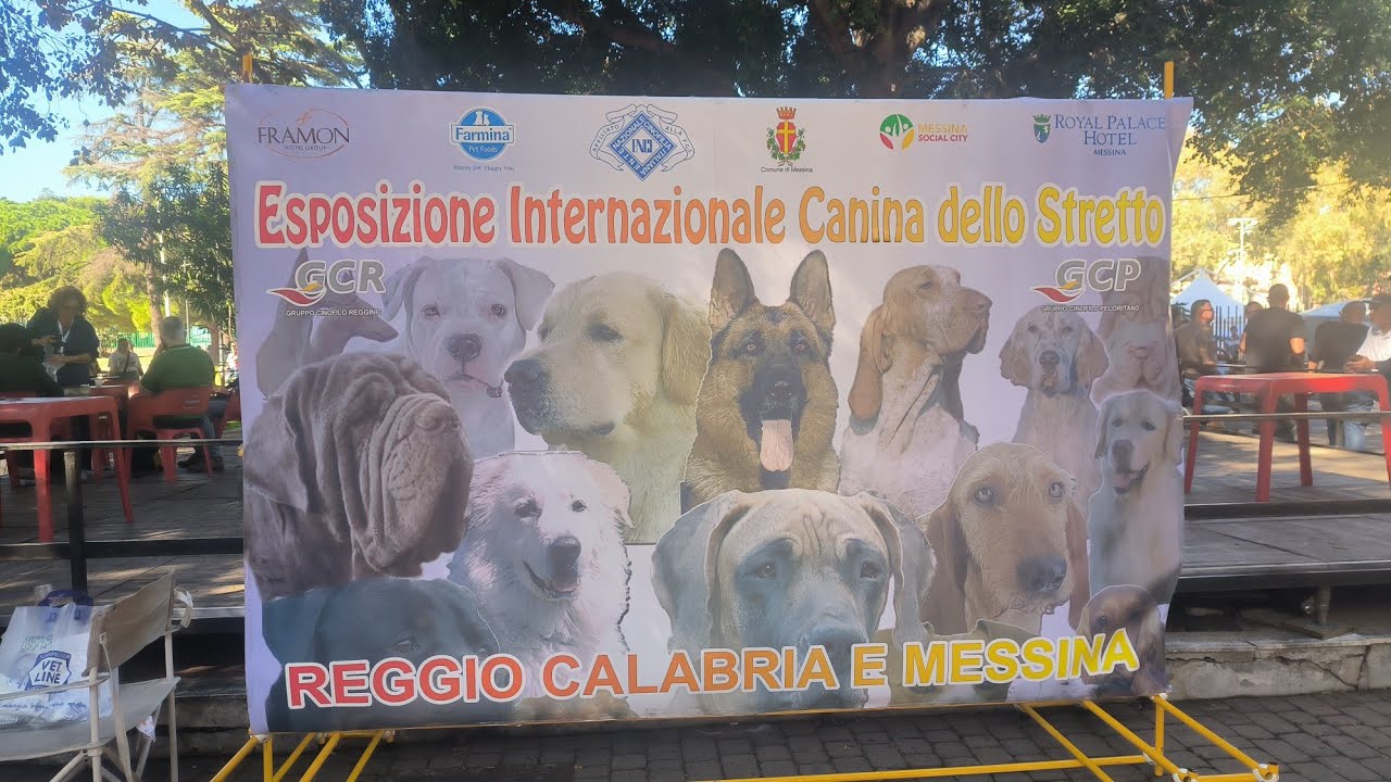 من غرائب ميسينا: المعرض الدولي للكلاب بأجمل سلالات العالم! 🐕🏆Amazing Dog Show in Messina   Breeds!