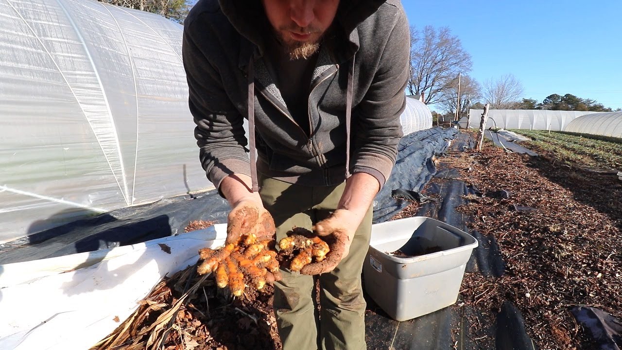 Fresh Turmeric Root Harvest and Ordering (mailed to you) NC Grown