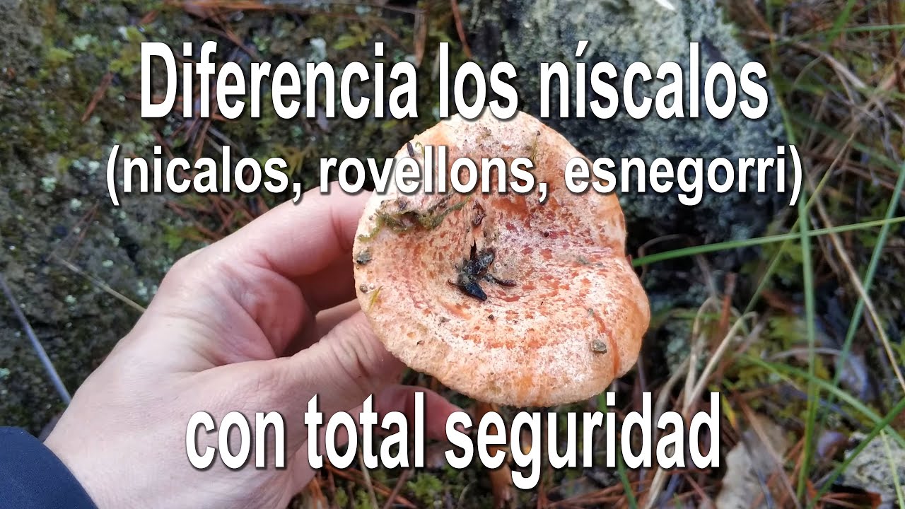 Identificación del níscalo, nícalo, esnegorri, fungo da muña. Lactarius deliciosos.