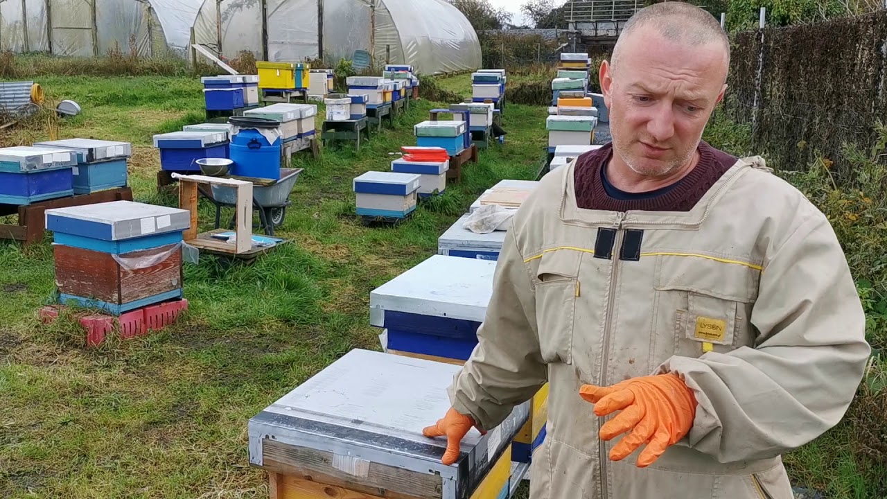 Preparing bee colonies for the winter