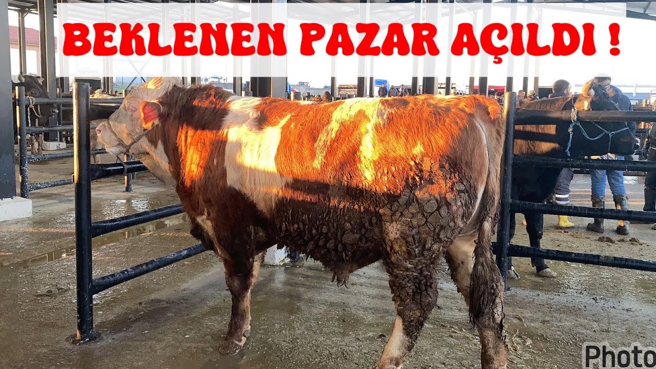TRAKYANIN EN BÜYÜK HAYVAN PAZARI TEKRAR AÇILDI ! PİYASA NEREYE GİDİYOR !