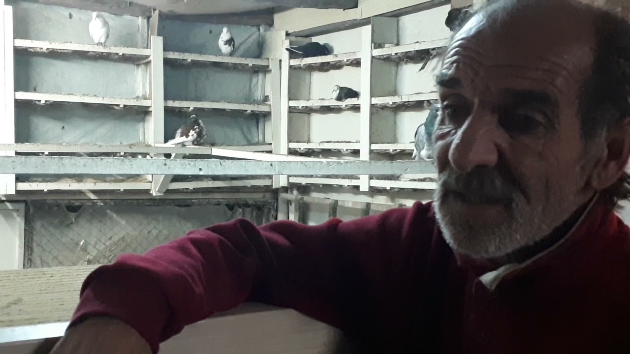 BAYBURT GÜVERCINLERİ