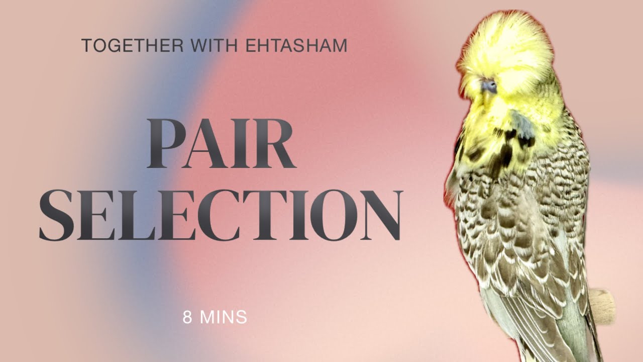 Pair selection for quality chicks